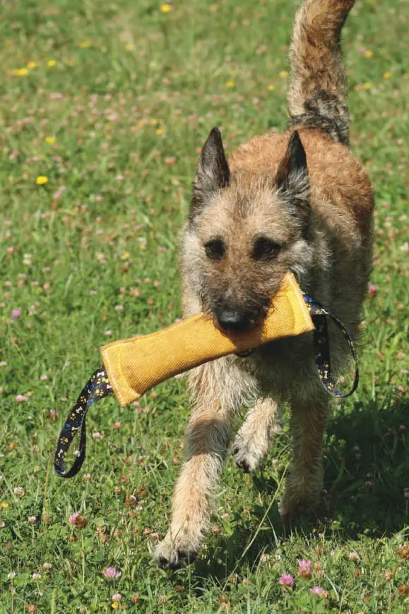 boudin Laekenois.webp