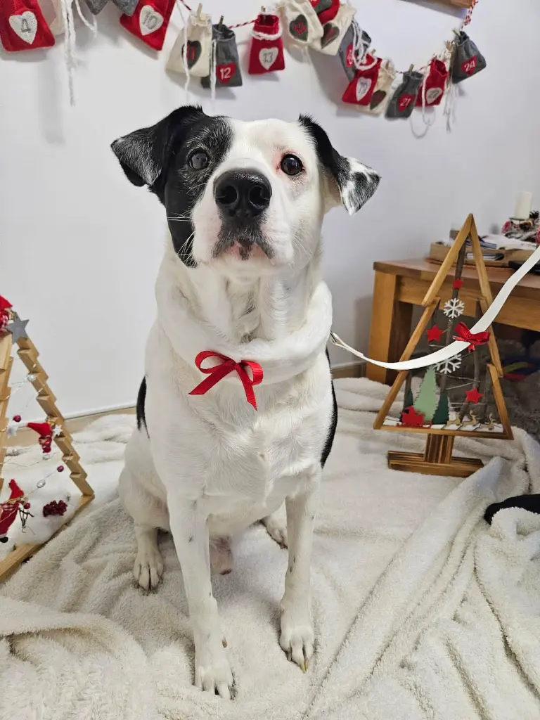 Noel laisse collier J.webp