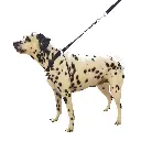 Harnais sympadog 2.webp