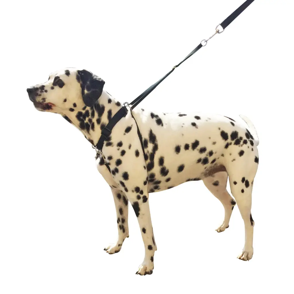 HARNAIS SYMPA-DOG NOIR