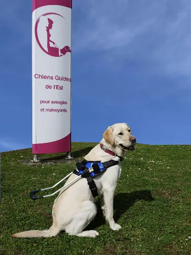 GUIDON POUR HARNAIS CHIEN-GUIDE 